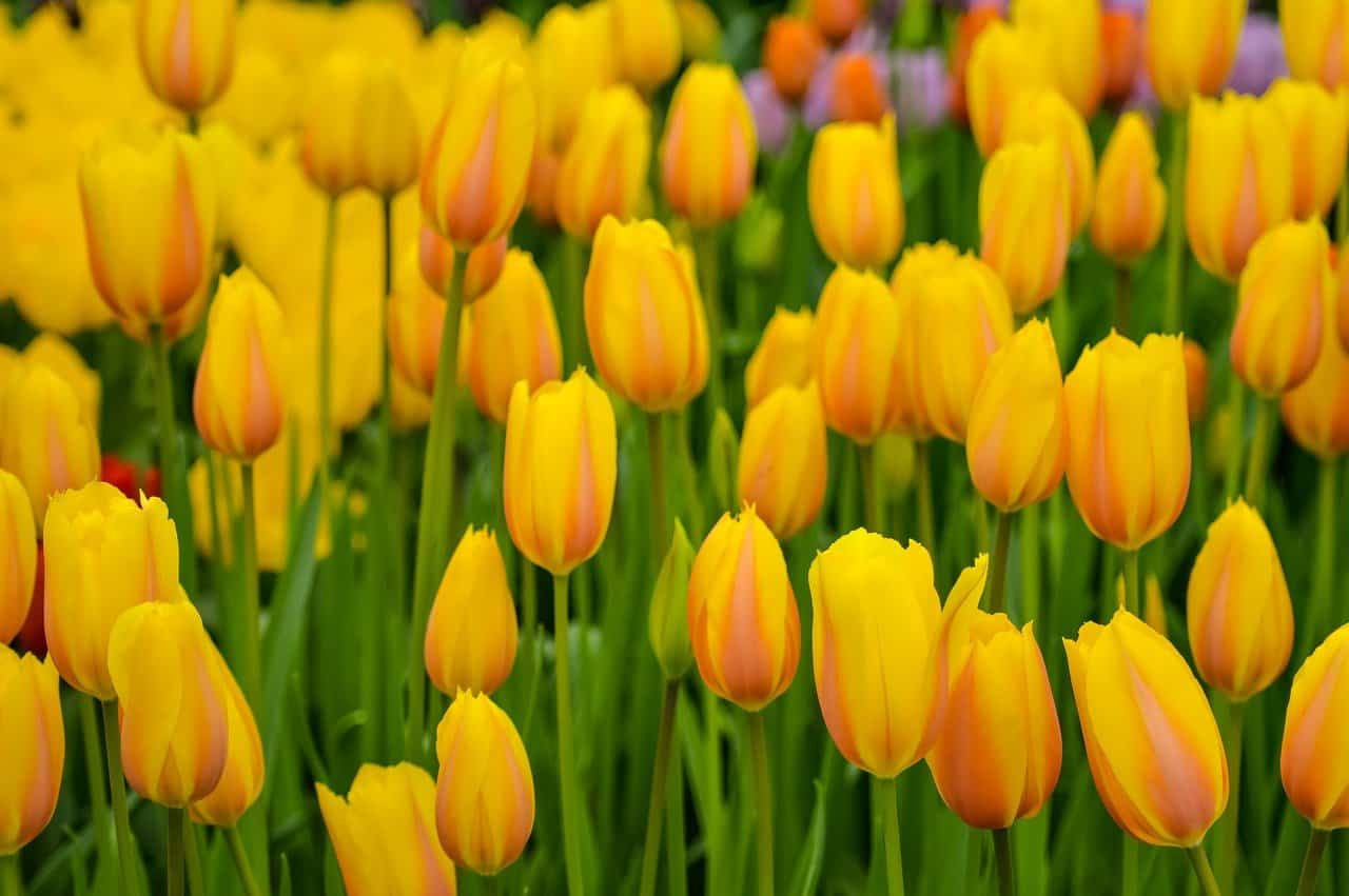 Tulipani Olanda